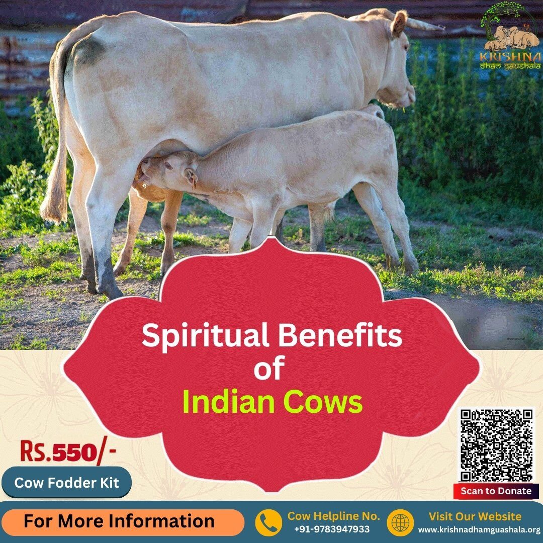 Spiritual Benefits of Indian Cows-A