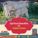 Spiritual Benefits of Indian Cows