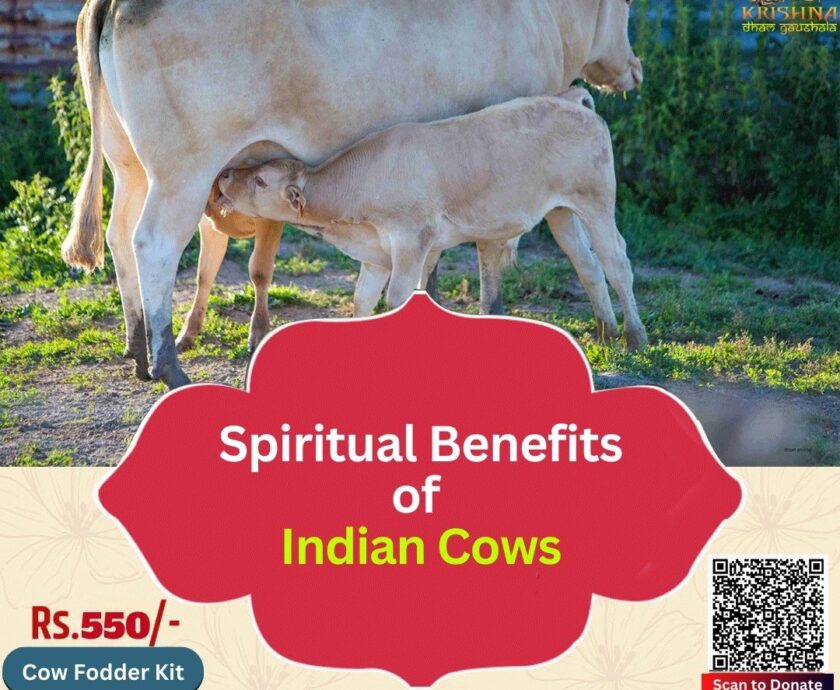 Spiritual Benefits of Indian Cows-A