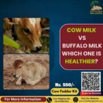 Cow Milk vs Buffalo Milk: Which One is Healthier?