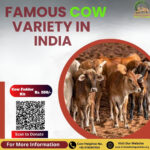 Exploring the Diversity of Cow Variety in India