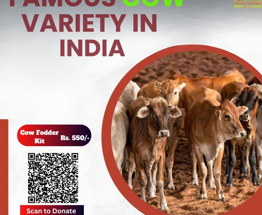 Cow Variety in India