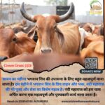 Donating for Cows in Sawan Brings Good Luck to the Home