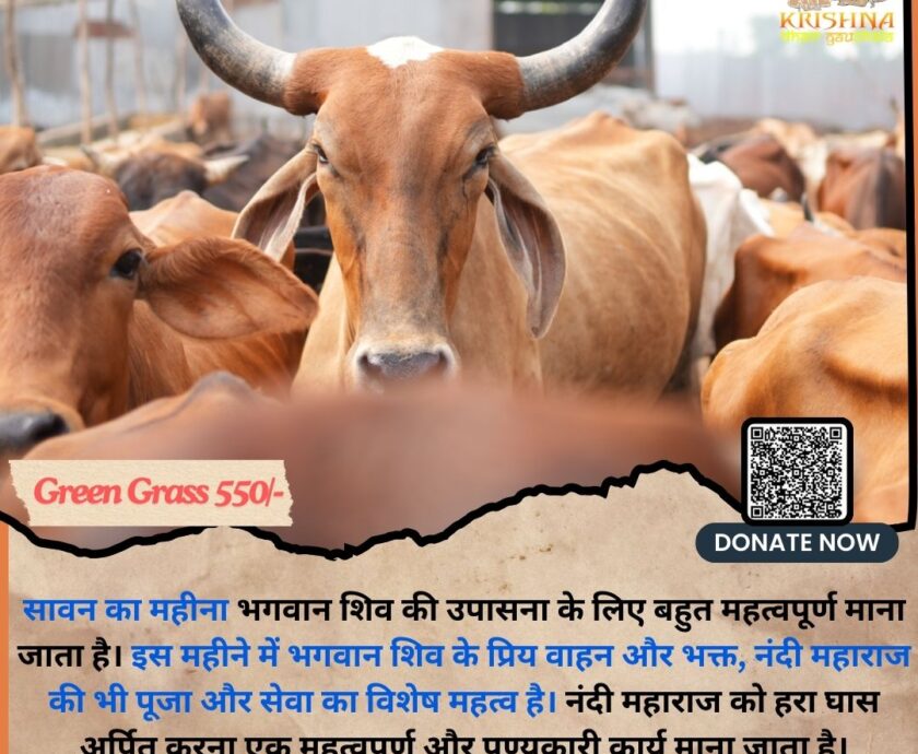 Donate For Cows in Sawan-A