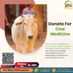 Donate for Cow Medicine - Donate for Injured Cows