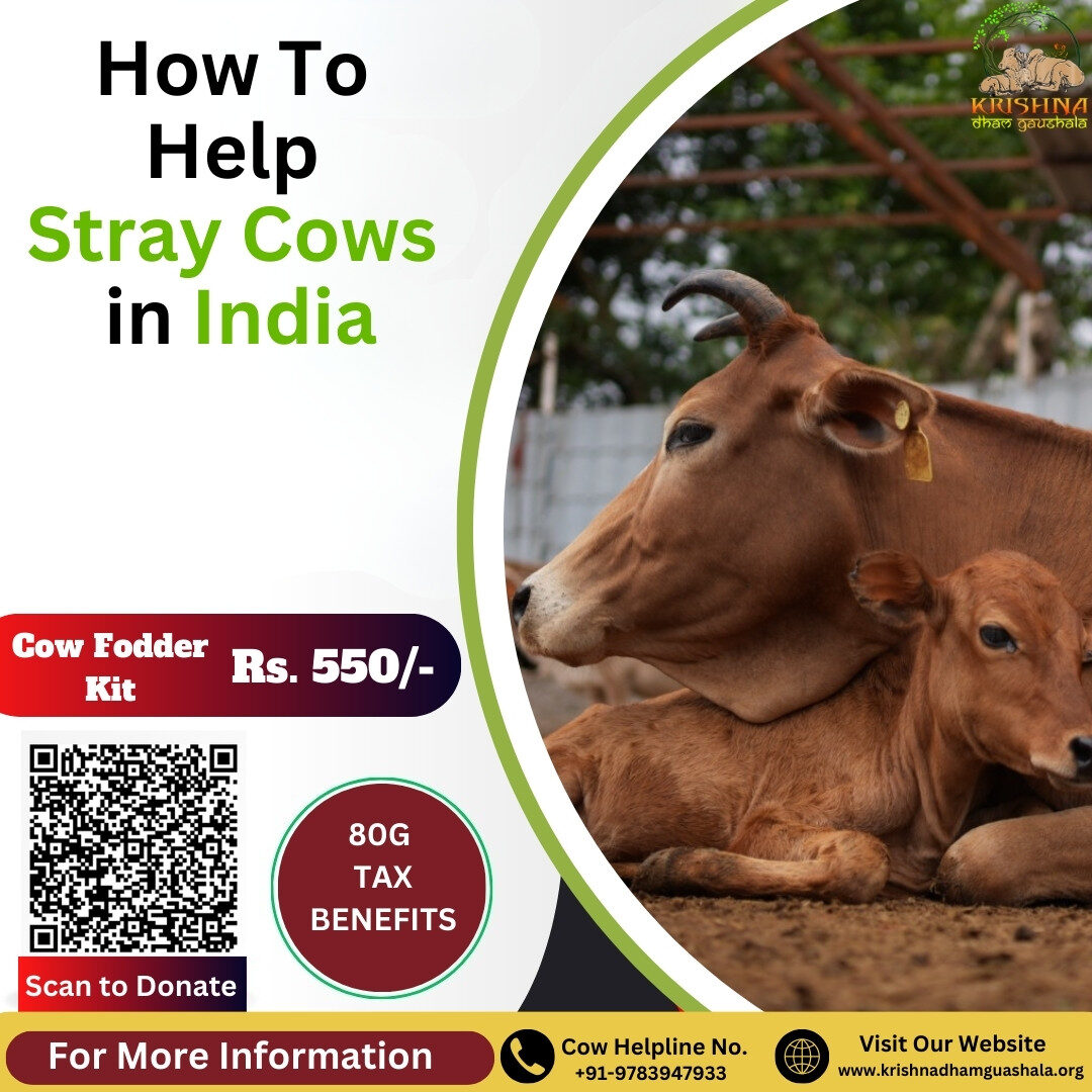 How to help stray cows