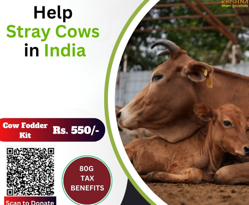 How to help stray cows