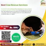 Cow Rescue Services: The Lifeline of Krishna Dham Gaushala