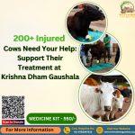 200+ Injured Cows Need Your Help: Support Their Treatment at Krishna Dham Gaushala