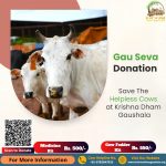 Gau Seva Donation - Save The Helpless Cows