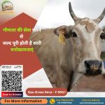 गौमाता की सेवा करने से जल्द पूरी होती है सारी मनोकामनाएं