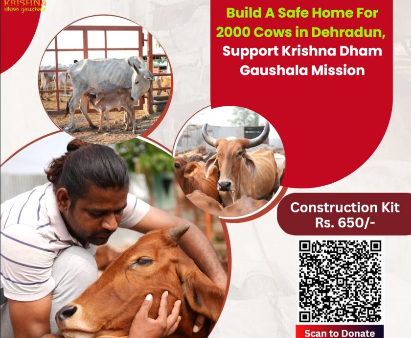 Build A Safe Home For 2000 Cows