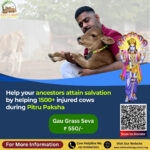 Help your ancestors attain salvation by helping injured cows during Pitru Paksha