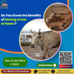 Do You Know the Benefits of Having a Cow at Home?