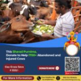 Cow Donation on Sharad Purnima – Donate Money to Help Abandoned and Injured Cows