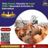 Diwali Donation For Cows – This Diwali, donate food and do Gauseva!