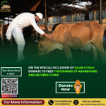 On the special occasion of Daan Utsav, Donate to feed thousands of abandoned and Injured Cows