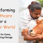 Donate to the Medical Care of Cows at Krishna Dham Gaushala – A sanctuary for injured, rescued, and elderly cows in Dehradun.