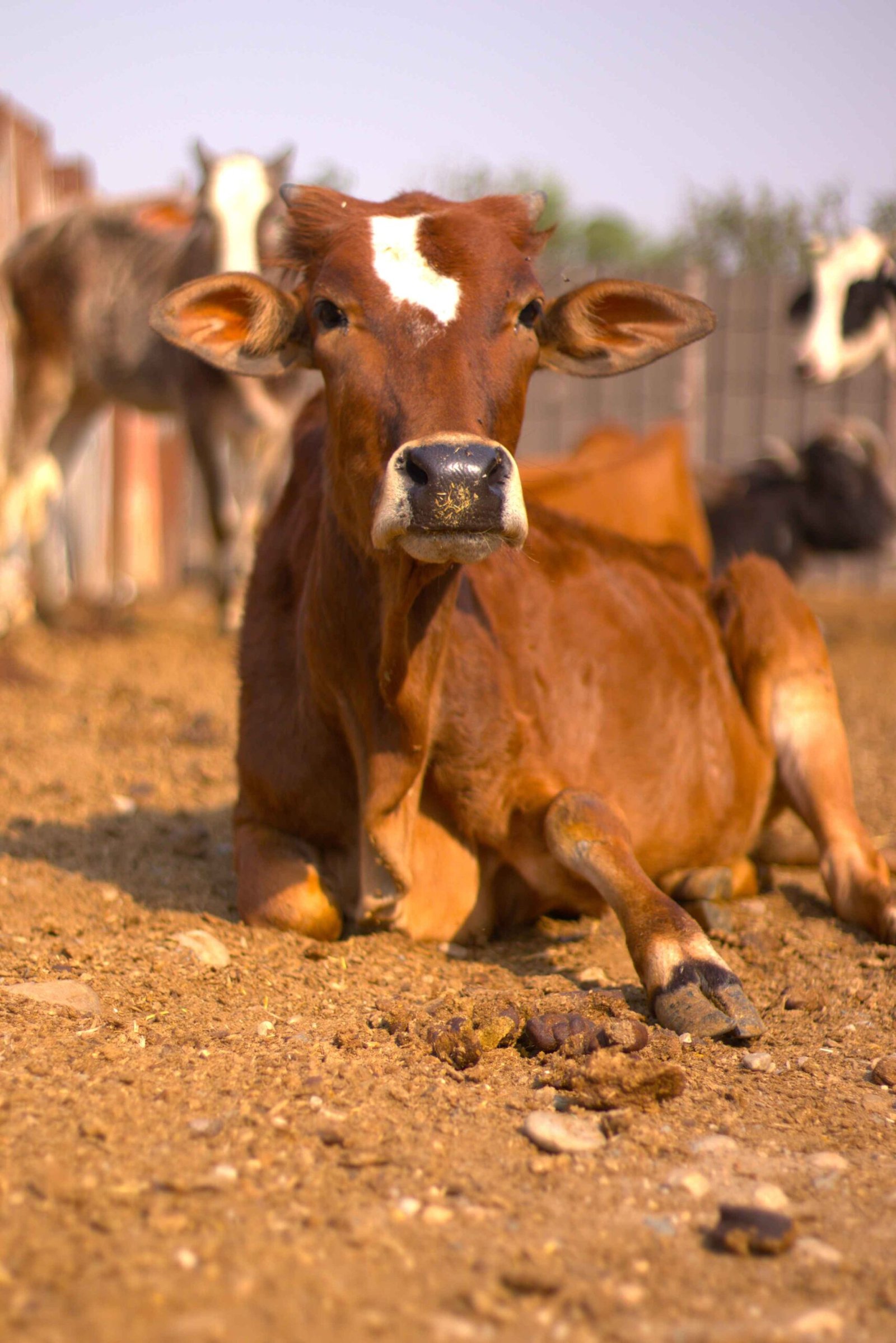 Gay Ke Dudh Ke Fayde-e