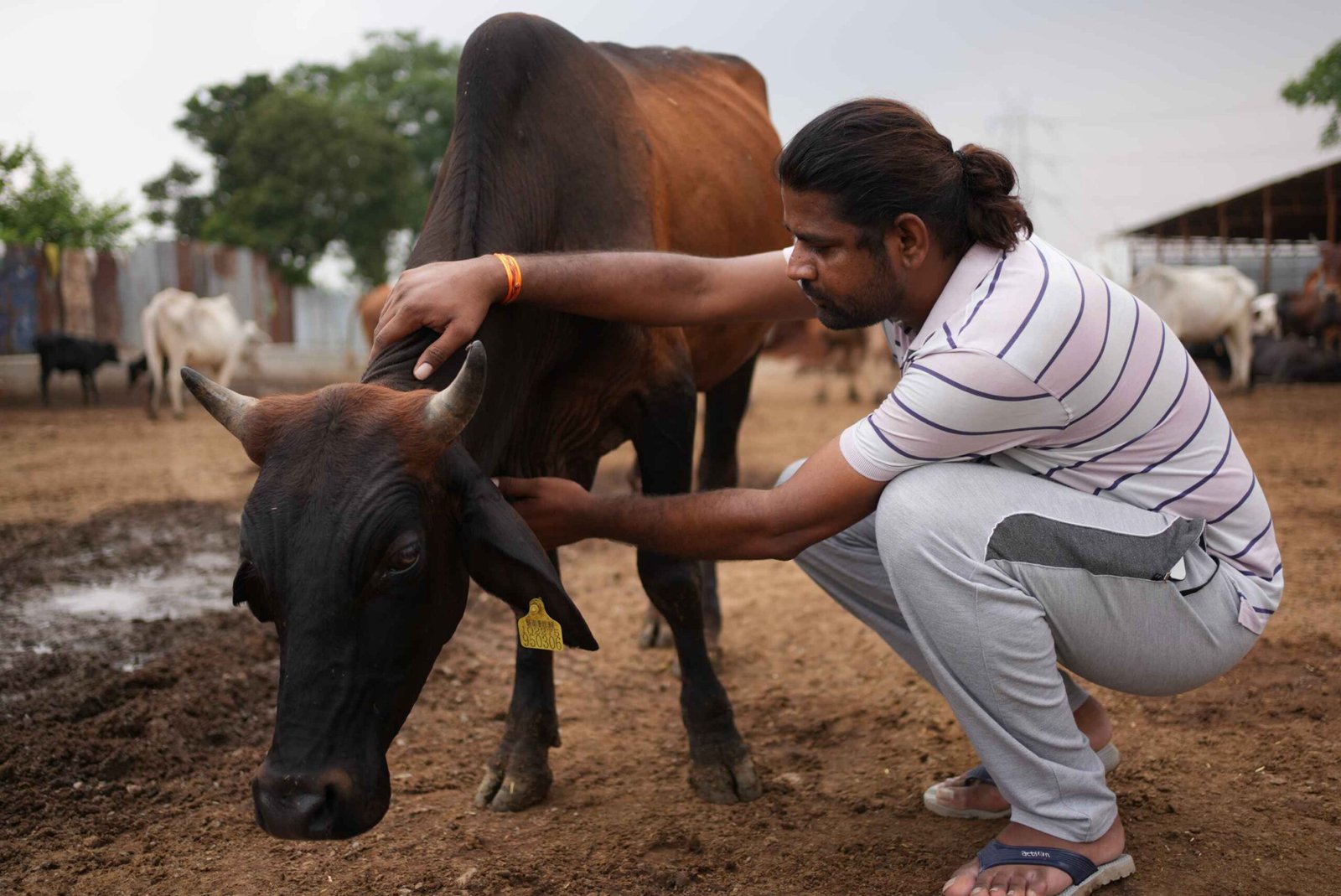 Gay Ke Dudh Ke Fayde-A
