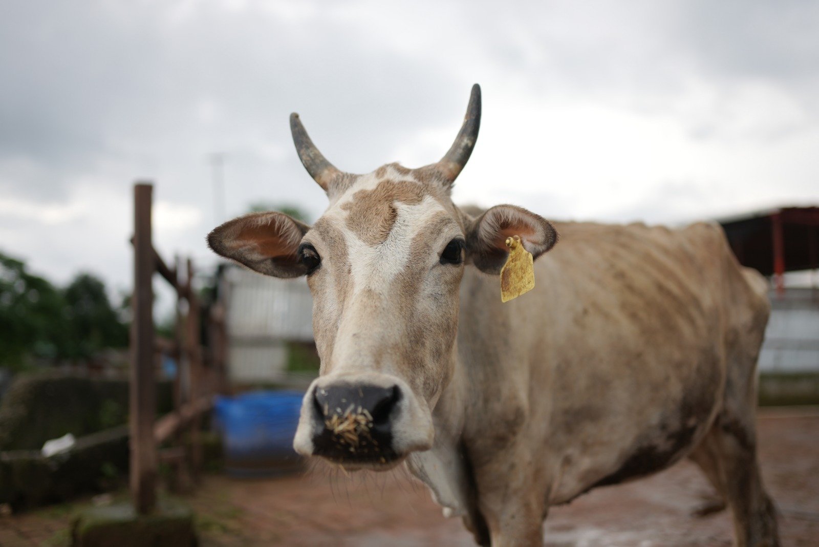 Gomutra Peene Ke Fayde-D