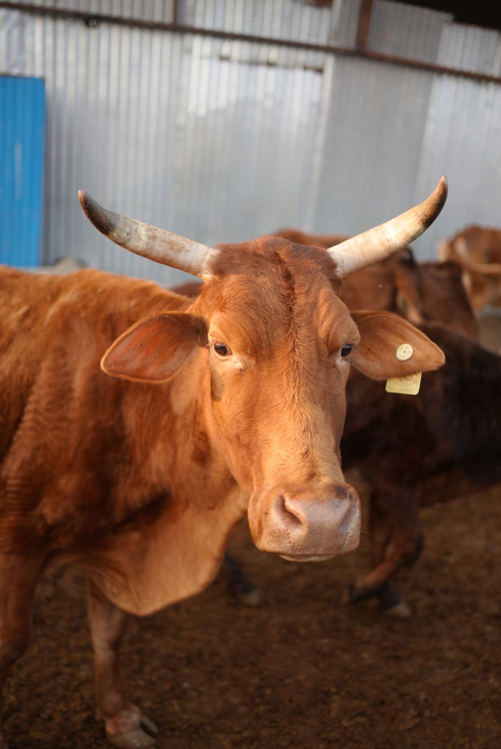 Gomutra Peene Ke Fayde-A