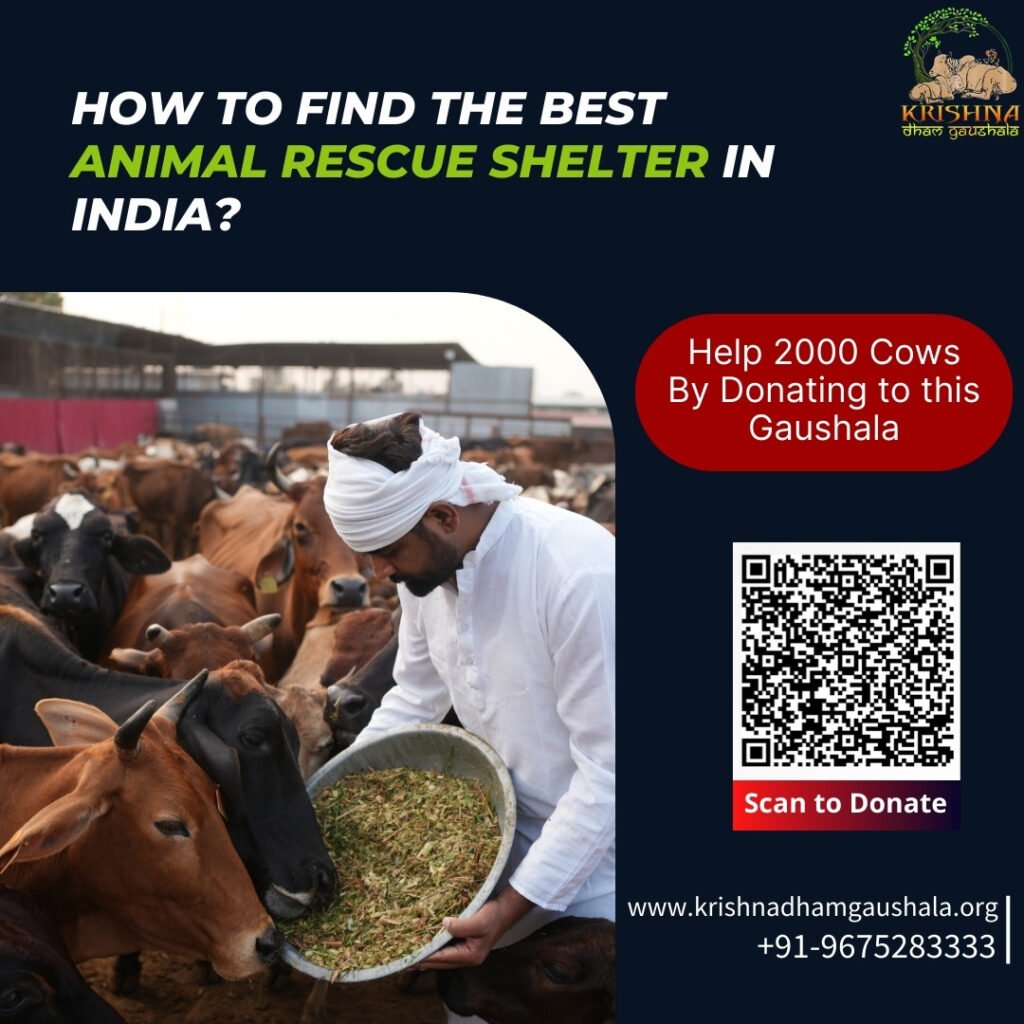 Animal Rescue Shelter