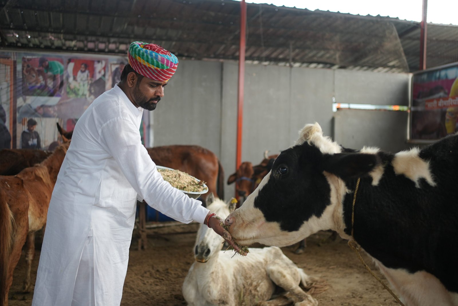Benefits of Feeding Cow in Sawan Month - A