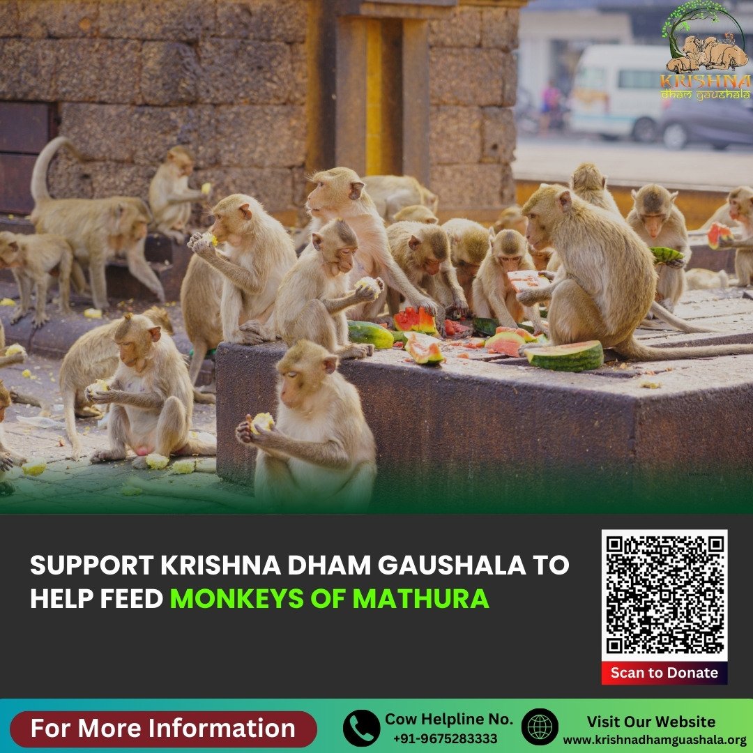 Donate to Feed Monkeys - Save Monkey