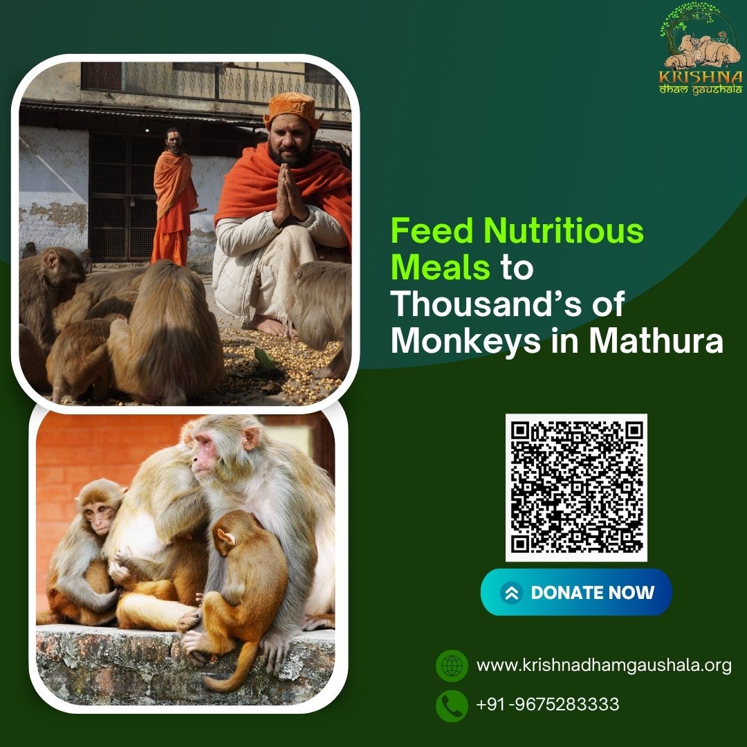 Help To Feed Monkeys