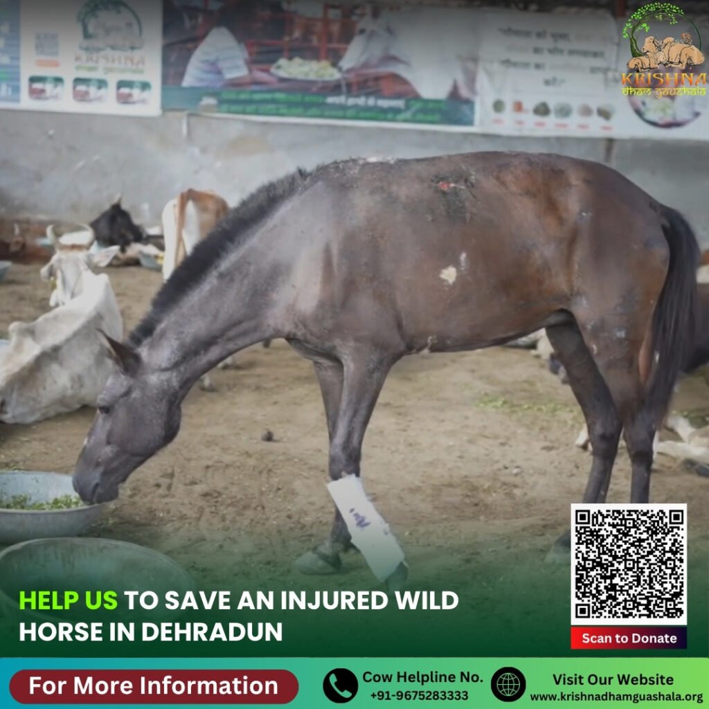 Horse Rescue in Dehradun