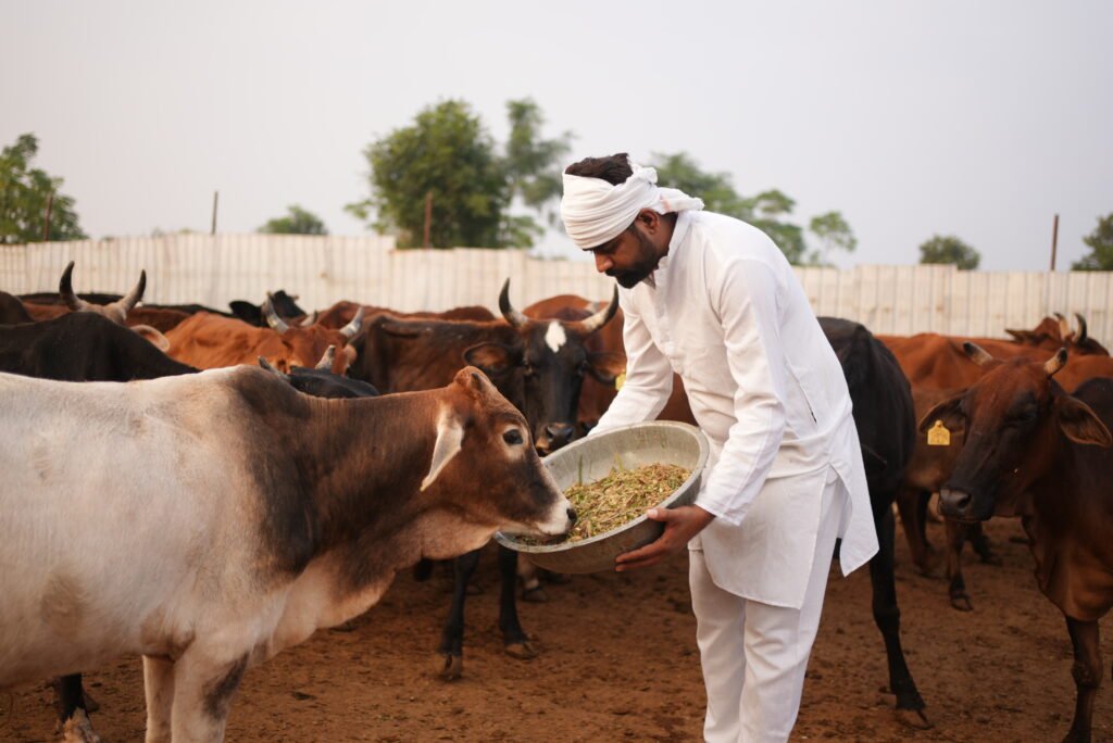 Gau Seva on Janmashtami - A
