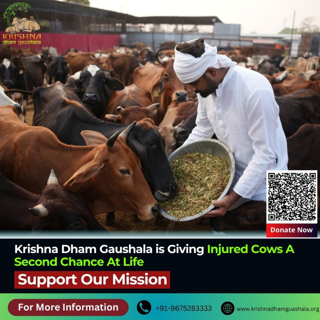 Donate Medicines for Injured Cows and Bulls