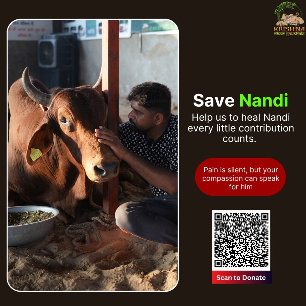 Save Nandi Bull