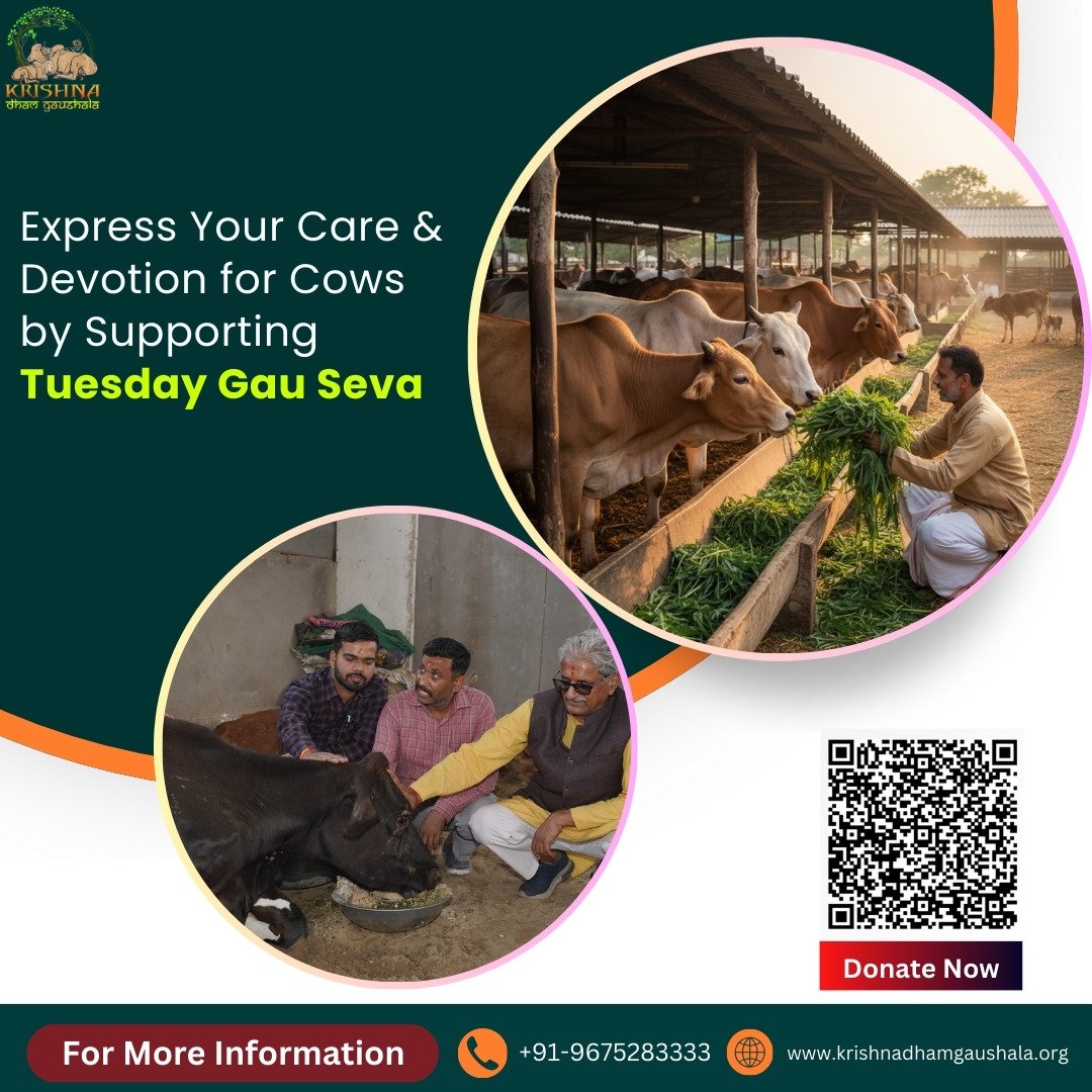 Tuesday Gau Seva at krishna dham gaushala