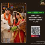 Donate on Makar Sankranti for Cows at Krishna Dham Gaushala