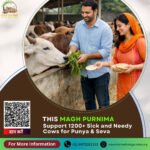 donate on Magh Purnima for cows