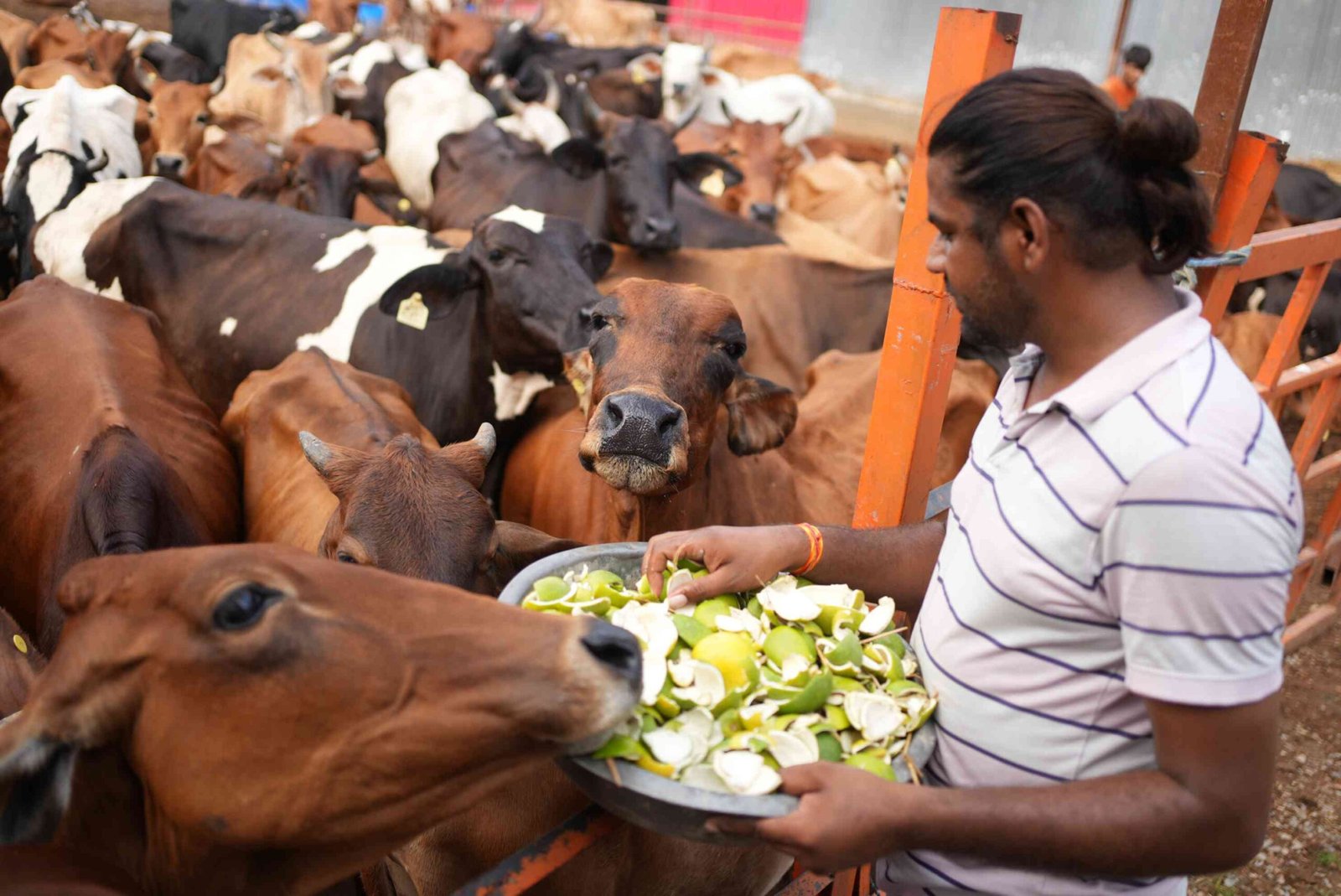 Krishna Dham Gaushala
