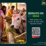 Donate on Holi for injured cows