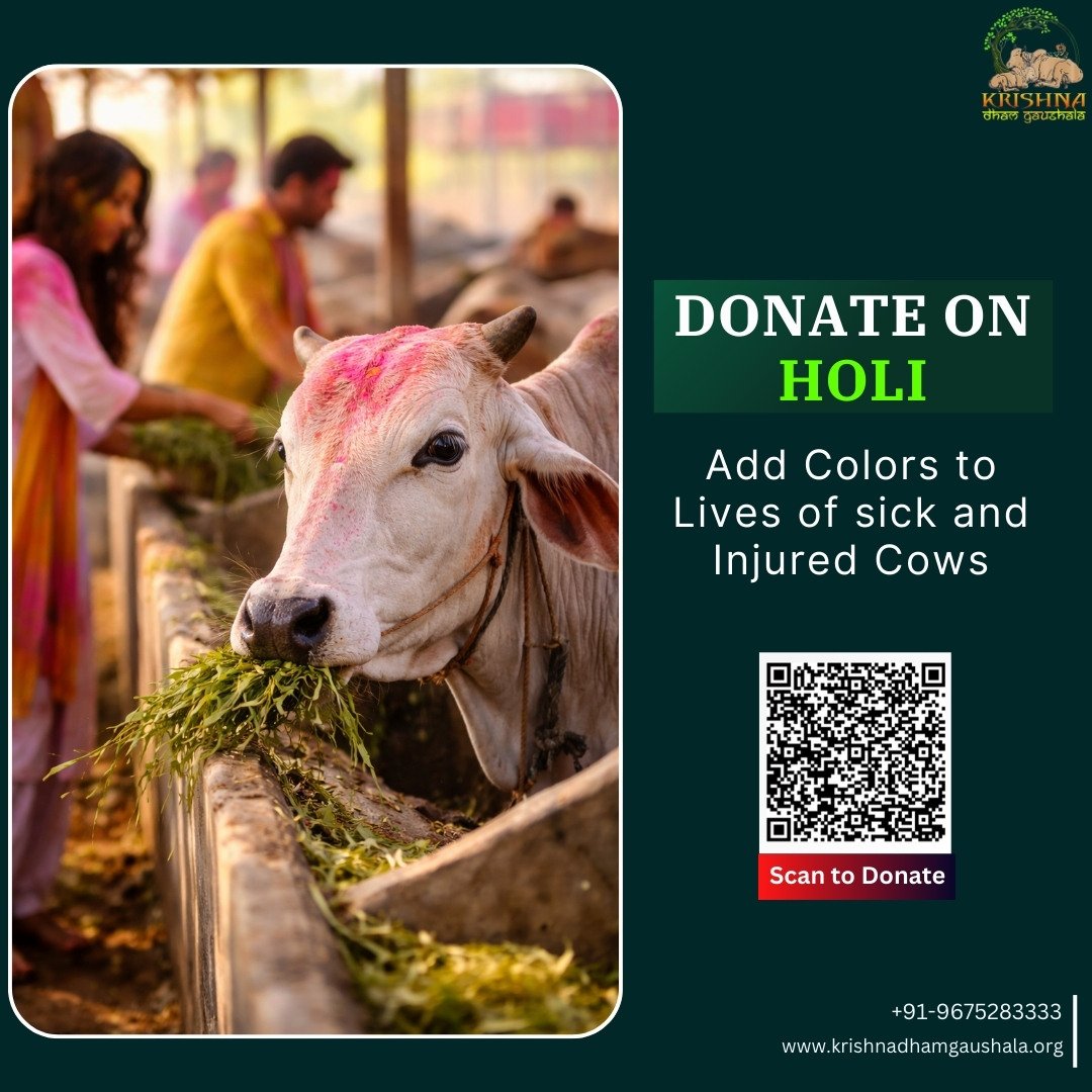 Donate on Holi for injured cows