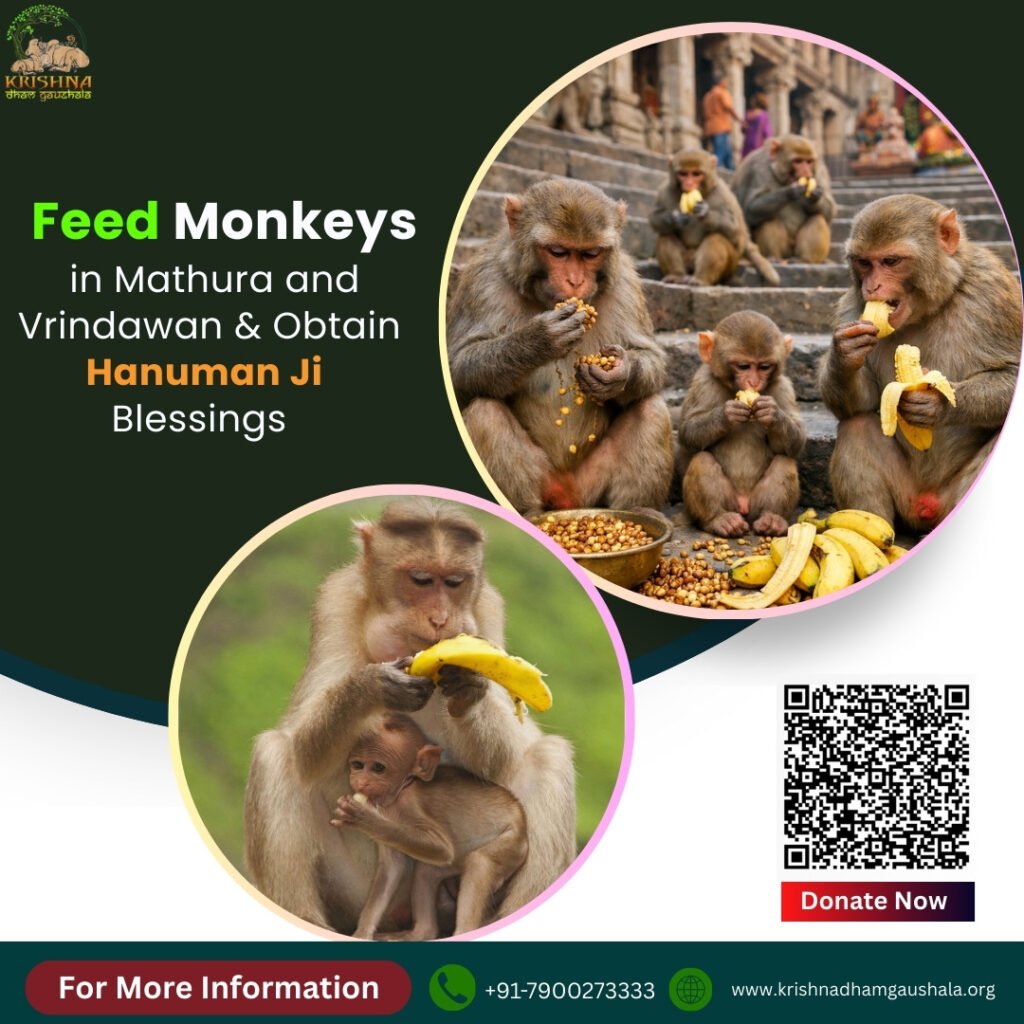 Feed Monkeys in Mathura and Vrindawan