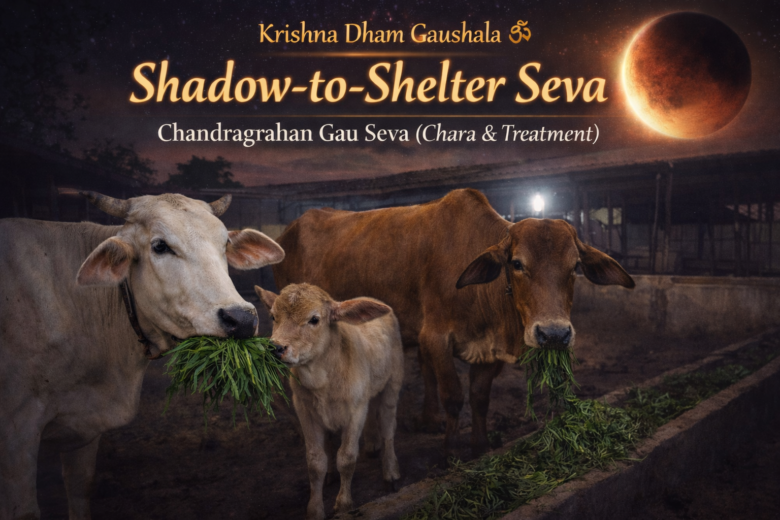 Shadow-to-Shelter Seva – Chandragrahan Gau Seva