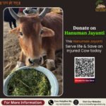 What to Donate on Hanuman Jayanti