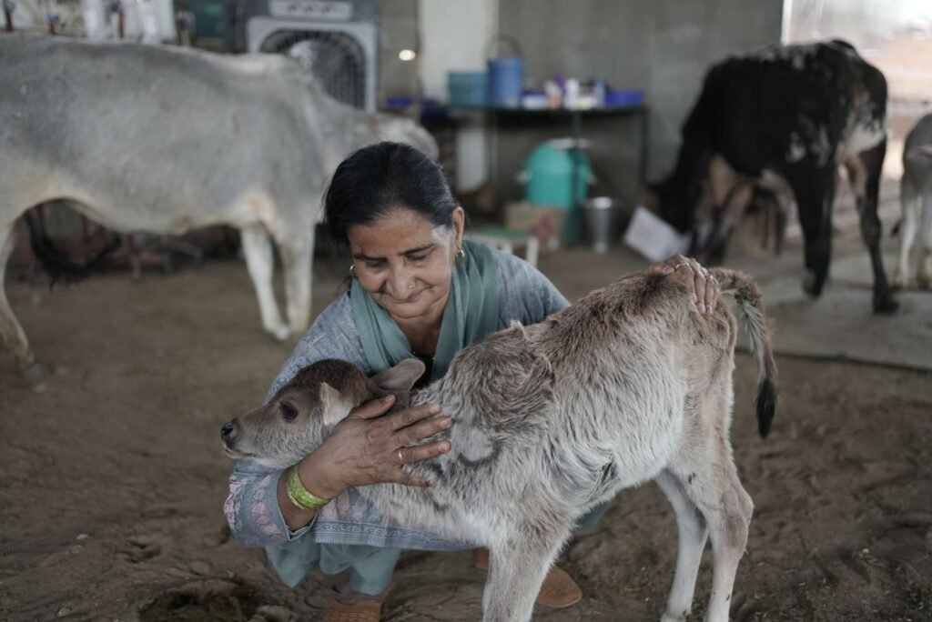 Serve Sacred Cows, Save Nature