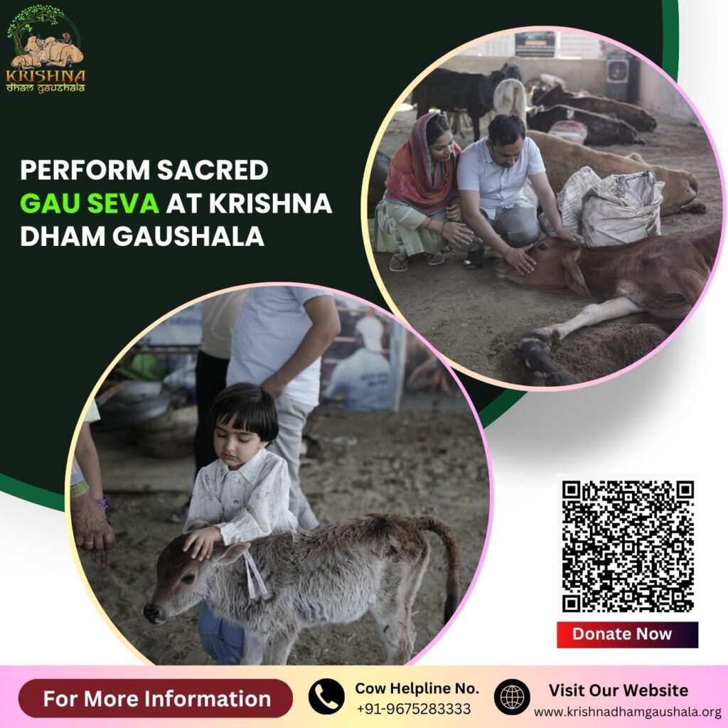 Perform Sacred Gau Seva at Krishna Dham Gaushala