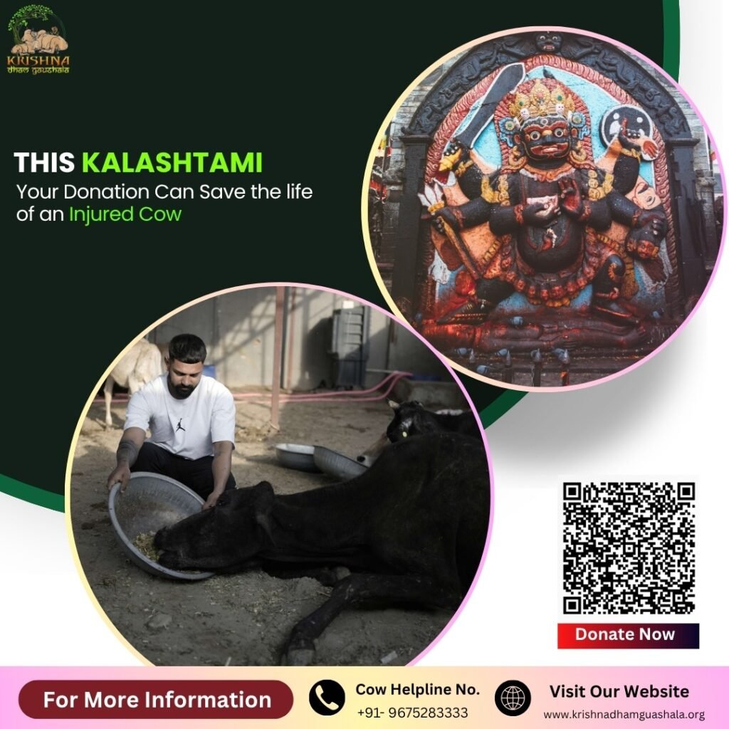 Donate for Gau Seva on Auspicious Kalashtami