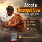 Cow Adoption