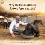 Why Do Hindus Believe Cows Are Sacred