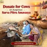 Donate for Cows on Sarva Pitru Amavasya