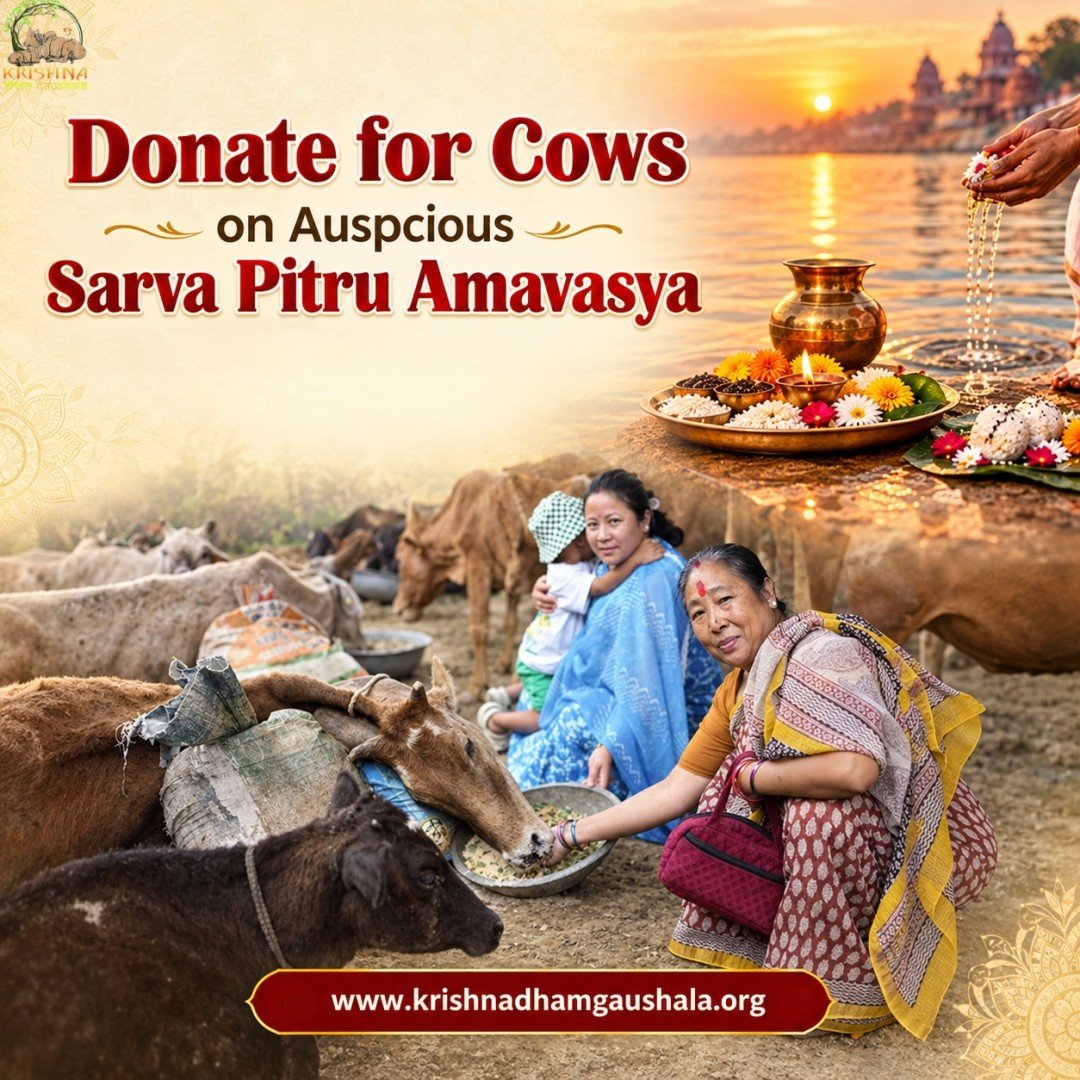 Donate for Cows on Sarva Pitru Amavasya